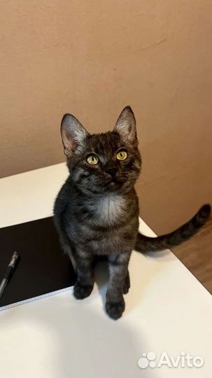 Котёнок-мальчик