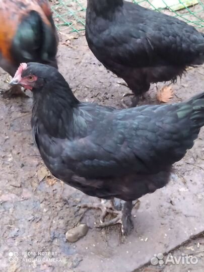 Куры молодки