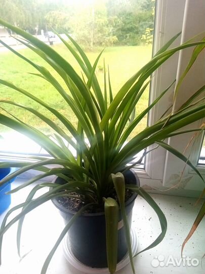 Продам цветы