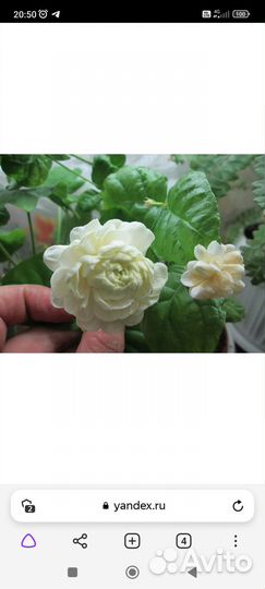 Комнатные цветы