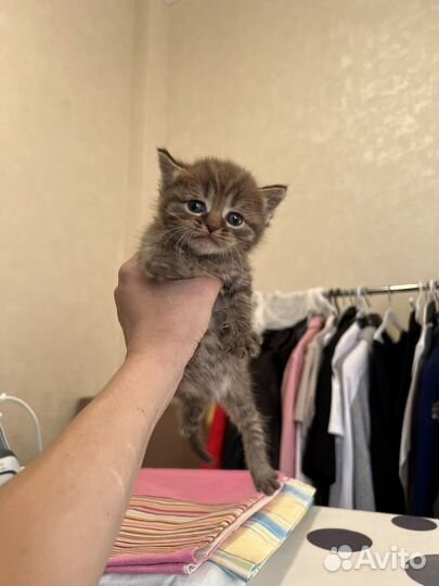 Котёнок в дар