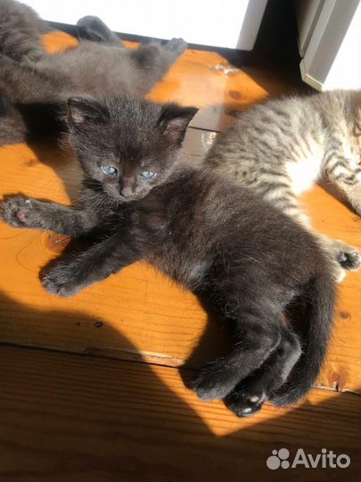 Котята в добрые руки