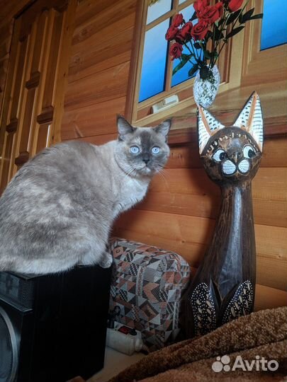 Домашняя передержка