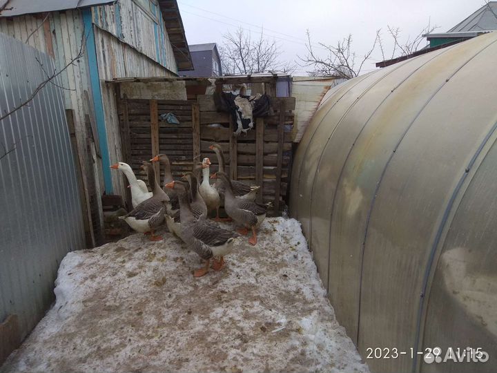 Гуси утята индоутки