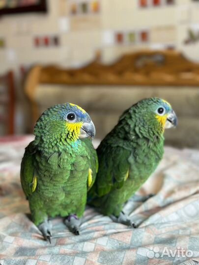 Венесуэльский амазон