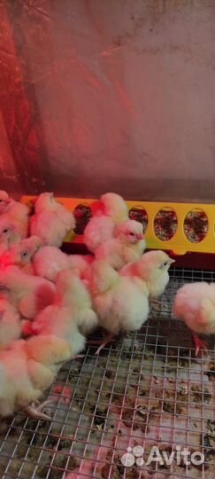 Цыплята бройлеры росс 308