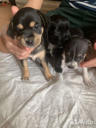 Отдам щенков