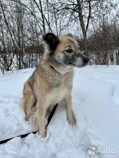 Букля ищет дом