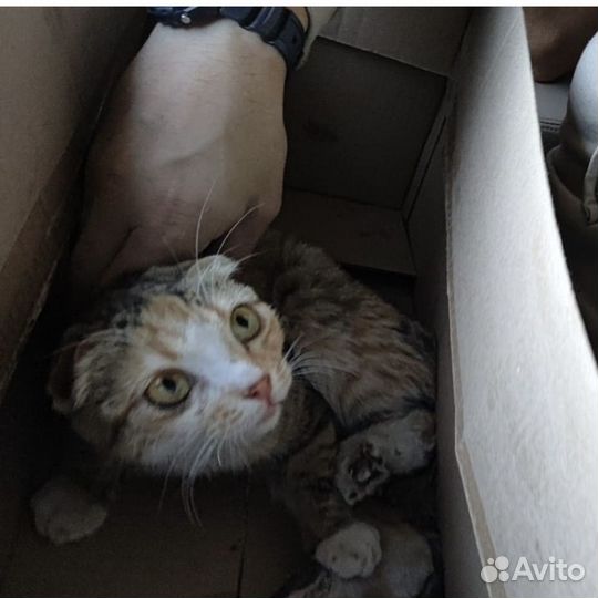 Шотландская вислоухая кошка