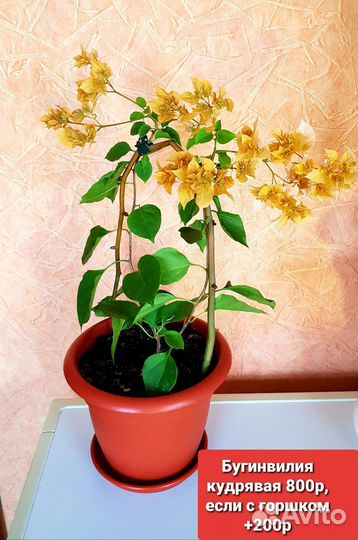 Бугинвилия