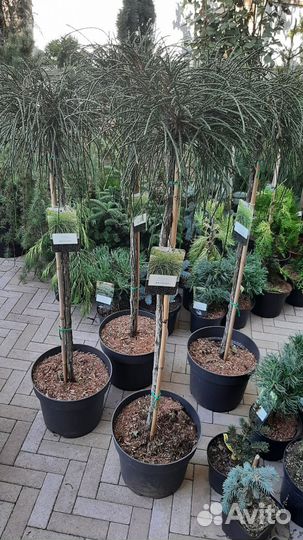 На штамбе огромный выбор хвойных