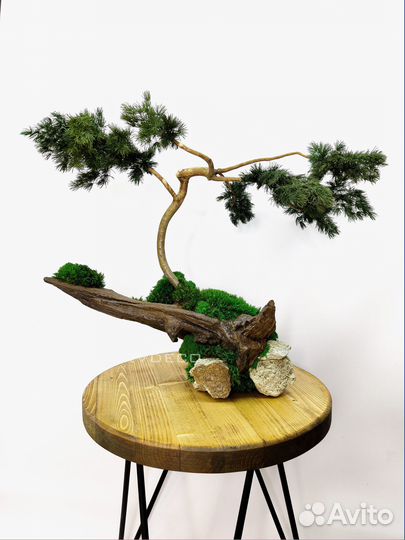 Дерево Бонсай стабилизированный мох
