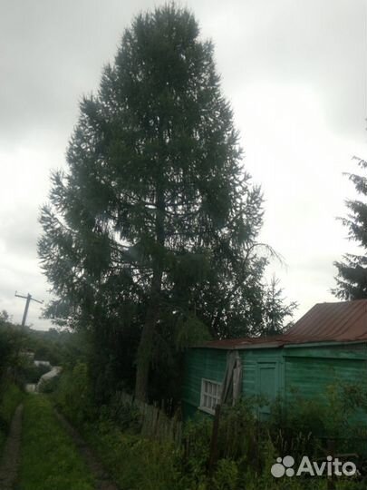 Ель крупномер, 12 м. на Новый год и другое событие