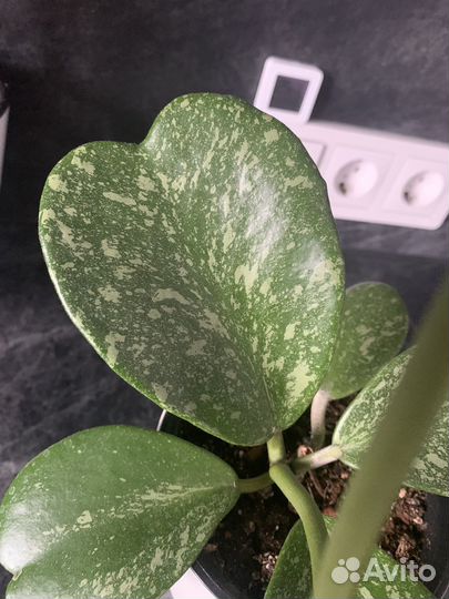 Hoya kerrii silver splash хойя керри сильвер сплеш