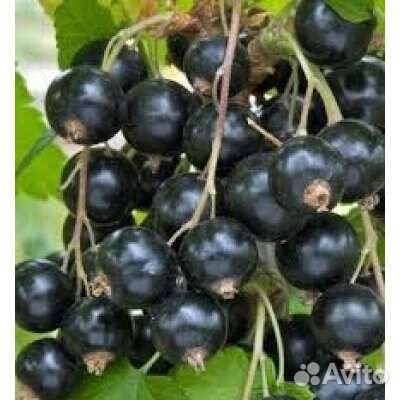 Саженцы Черной Смородины