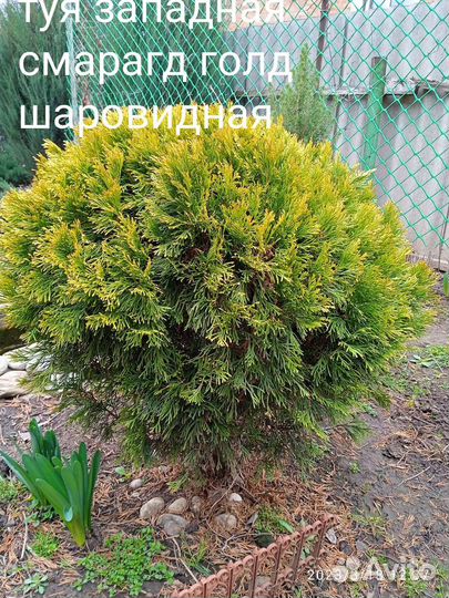 Черенки хвойных растений