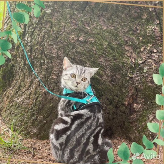 Кошка вязка