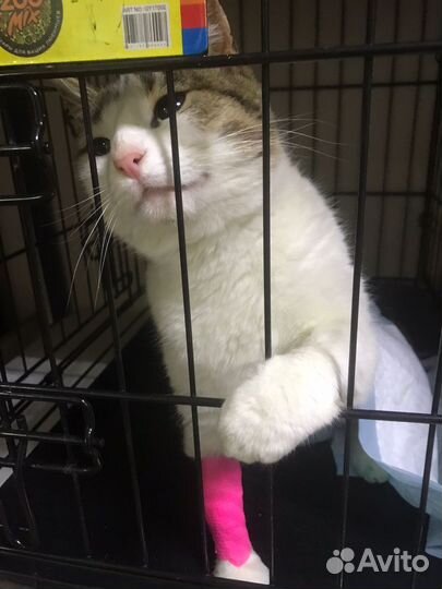 Кошка
