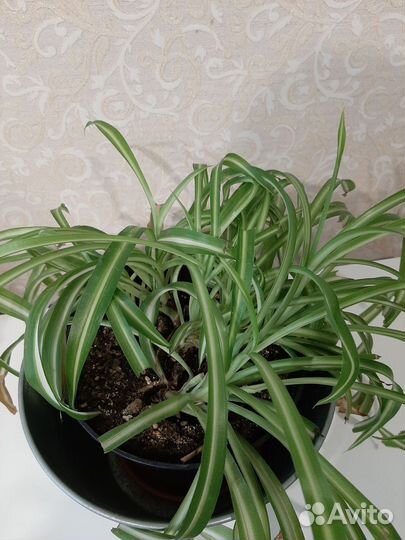 Хлорофитум