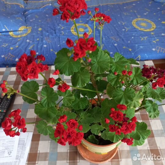 Пеларгония герань красная