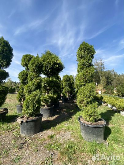 Саженцы туи формированной 3 метра