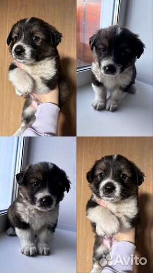 Щенок в добрые руки