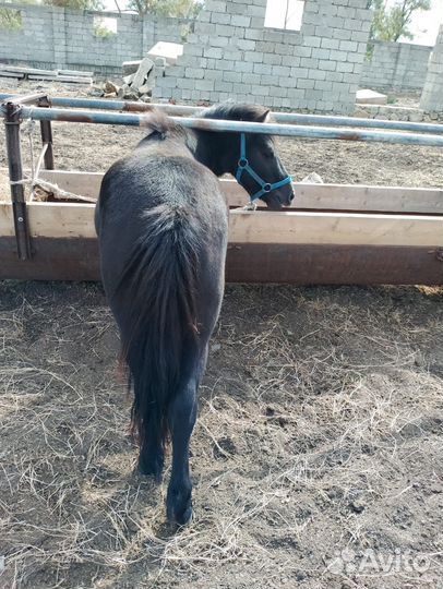 Лошадь пони