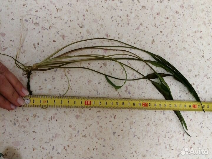 Криптокорина