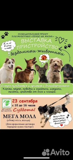 Щенки и подростки
