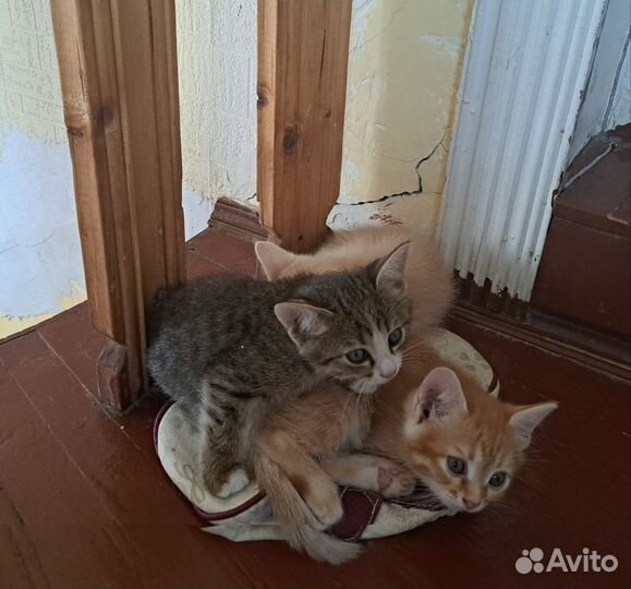 Котята в добрые руки
