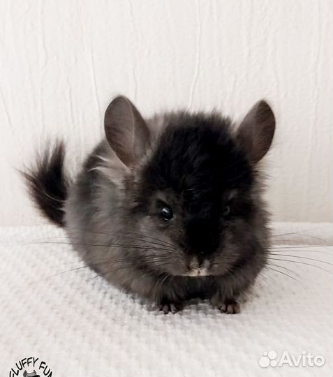 Шиншилла девочка Королевская Персидская Ангора