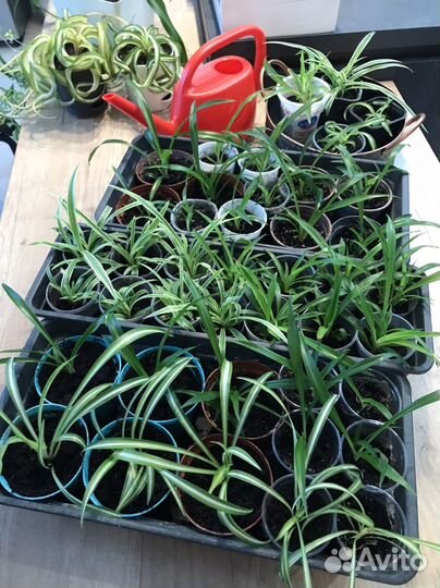 Хлорофитум