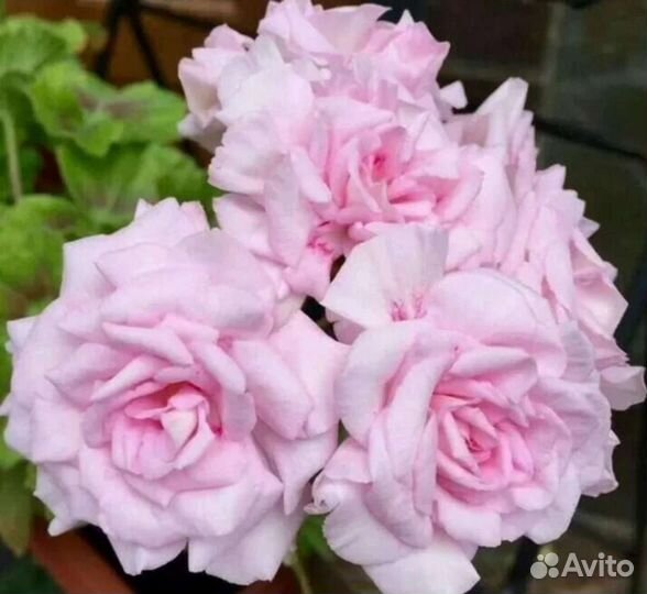 Пеларгония сотовая 12 видов