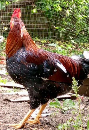 Петух доминант