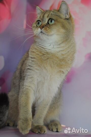 Шотландская кошечка в разведение