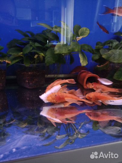 Анциструсы супер Ред. Подростки. 2.5. 3 см