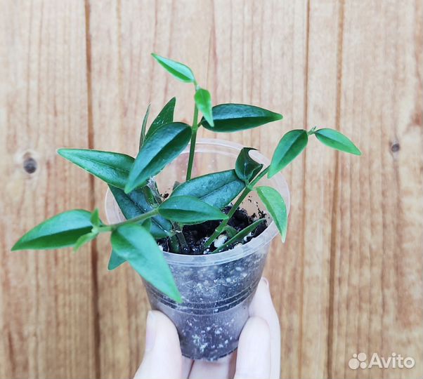 Хойя, укор черенки (набор 6 шт)