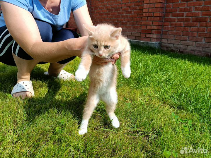 Отдам кошечку в добрые руки