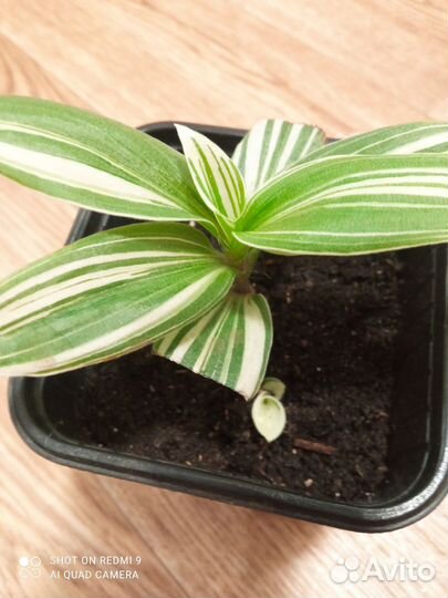 Традесканция