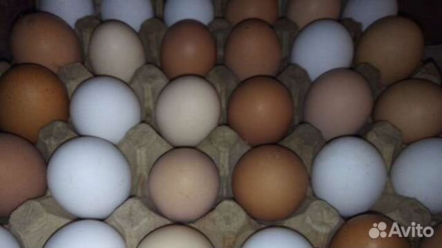 Домашние куриные яйца