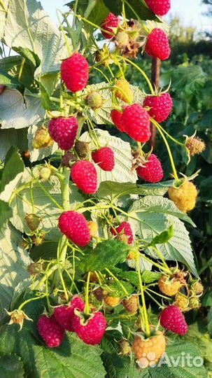 Саженцы малины и ежевики