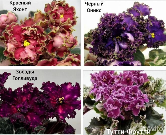 Фиалки листья