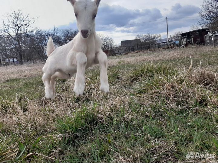 Козочки ламанча