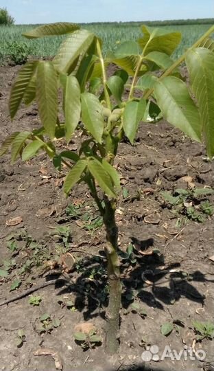 Орех грецкий «Идеал»