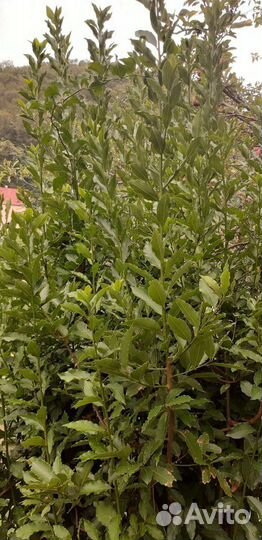 Лавровый лист