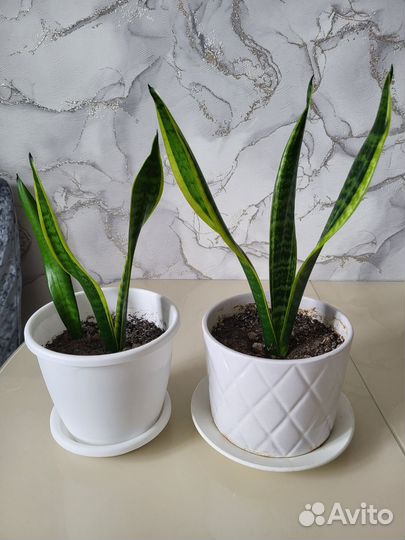 Сансевиерия трёхполосная Лауренти
