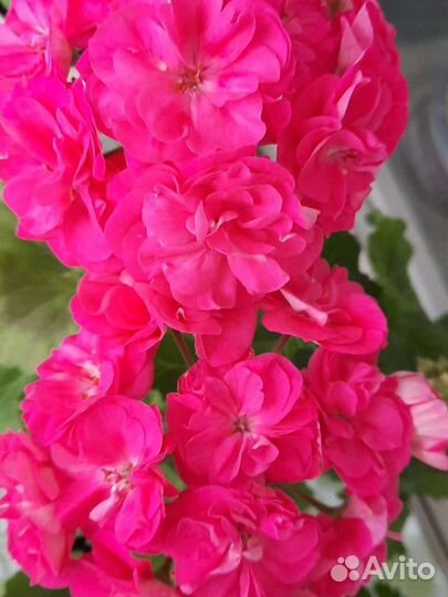 Пеларгония (герань) цветущая