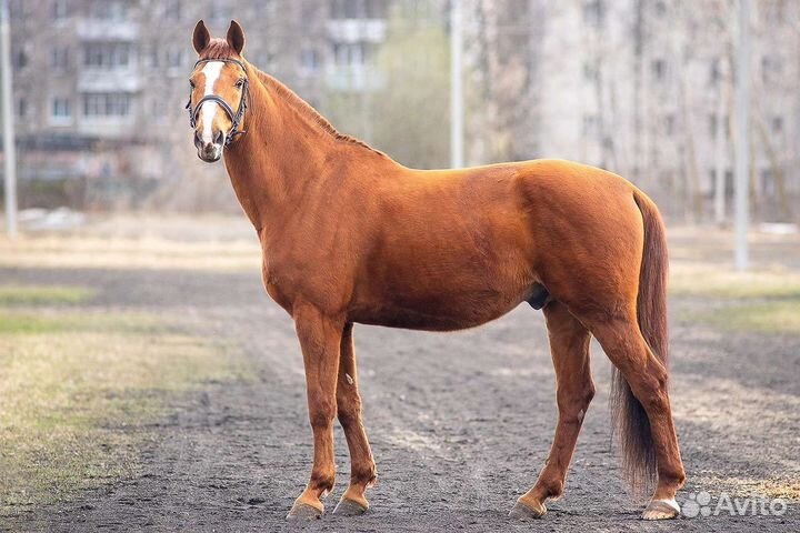 Лошади, Жеребец и мерин