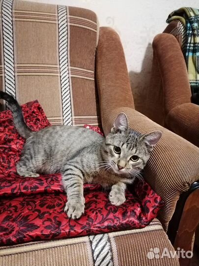 Котик Барсик в добрые руки