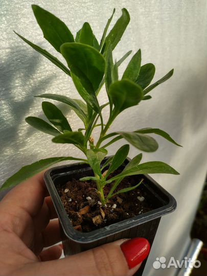 Остеоспермум рассада